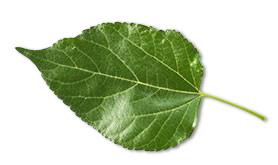 green-leaf